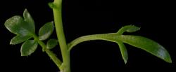 Cardamine alalata. Cauline leaf.
 Image: P.B. Heenan © Landcare Research 2019 CC BY 3.0 NZ